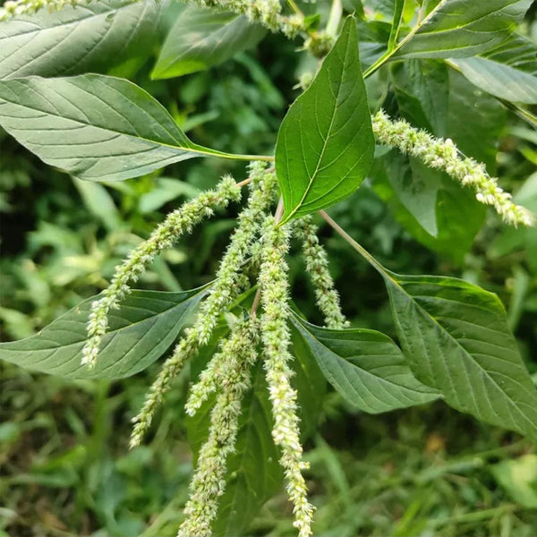 Spiny Amaranth Seeds, 100 Seeds