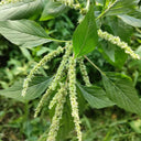 Spiny Amaranth Seeds, 100 Seeds
