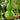 Giant Birdhouse Gourd, 10 Seeds