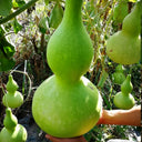 Giant Birdhouse Gourd, 10 Seeds