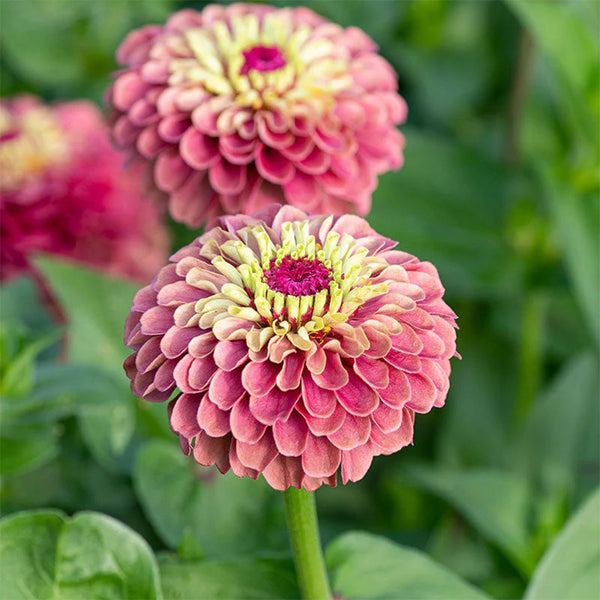 Zinnia elegans 'Queeny Lime Red', 5 Seeds