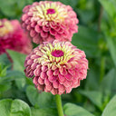 Zinnia elegans 'Queeny Lime Red', 5 Seeds