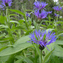 Mountain Bluet, 100 Seeds
