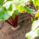 ALTO Long-shaped Red Garden Beet Seeds, 200 Seeds