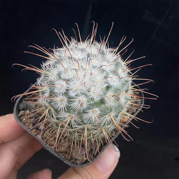 Mammillaria bombycina, 3-4cm