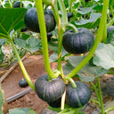 Green Baby Pumpkin Seeds, 50 Seeds