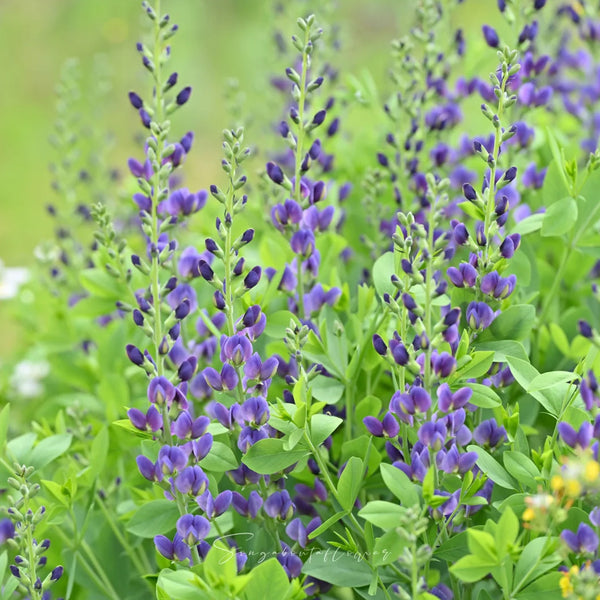 U2221 Blue False Indigo, 5 Seeds