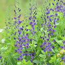 U2221 Blue False Indigo, 5 Seeds