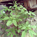 Spiny Amaranth Seeds, 100 Seeds