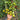 192 Green Honey Tomato, 5 Seeds