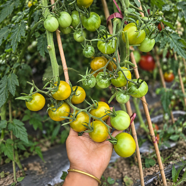 192 Green Honey Tomato, 5 Seeds