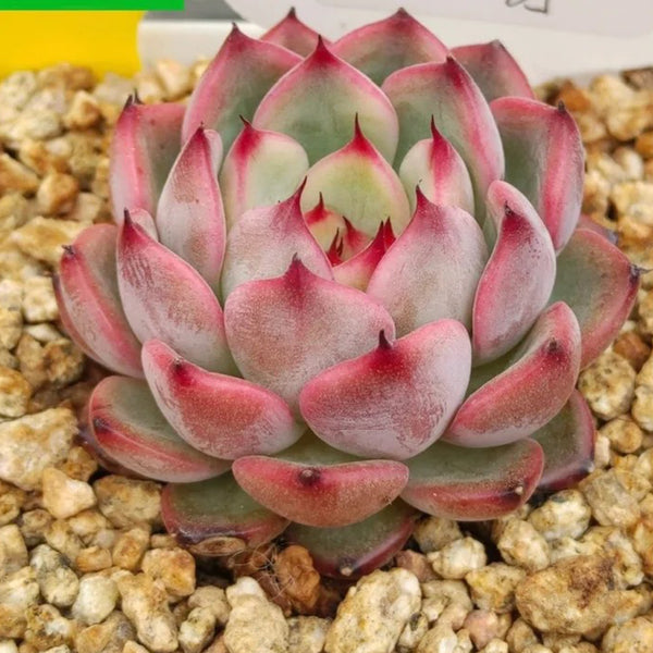 Echeveria cv. 'Starlight Jenny', 2pcs x 1-head