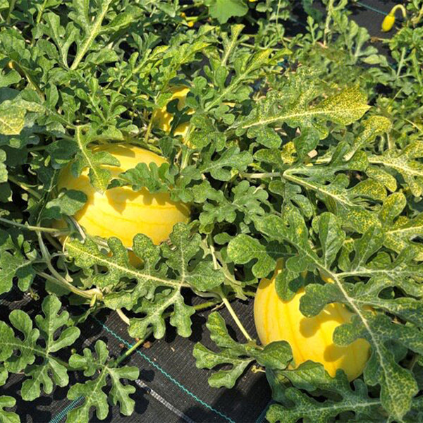 Lemon Candy Watermelon, 5~10 Seeds