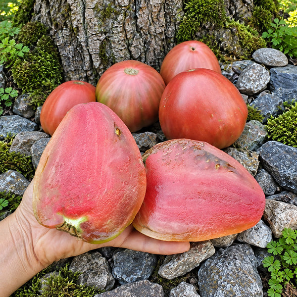 339 Tundra Tomato, 5 Seeds