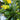 Bush Zucchini, 10 Seeds