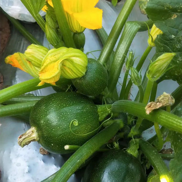 Bush Zucchini, 10 Seeds