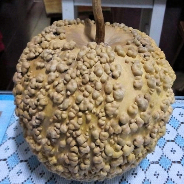 Man Tian Xing Gourd, 5 Seeds