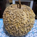 Man Tian Xing Gourd, 5 Seeds