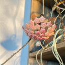 Hoya WG-073, 5 Cuttings