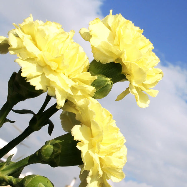Yellow Carnation, 10 Seeds