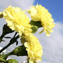 Yellow Carnation, 10 Seeds