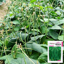 Zhengjiang Dwarf Bush Yardlong Bean Seeds, 30 Grams ≈ 180 Seeds