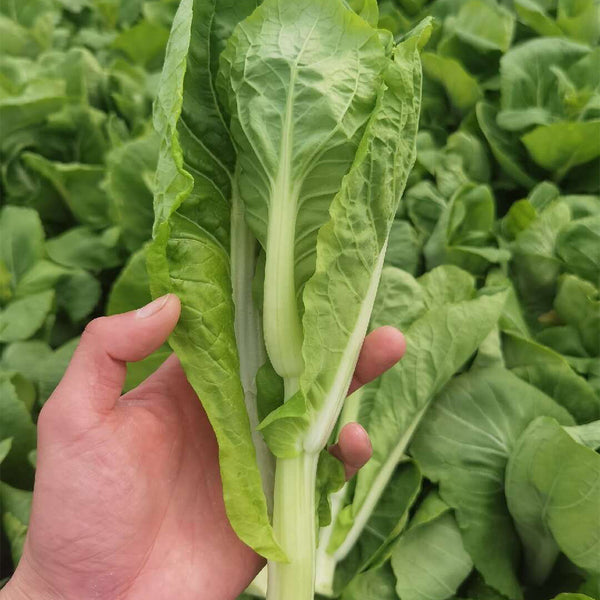 'Tender Sprout No.3' Choy Sum Seeds, 10g