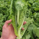 'Tender Sprout No.3' Choy Sum Seeds, 10g