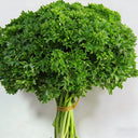 French Parsley Seeds, 2g