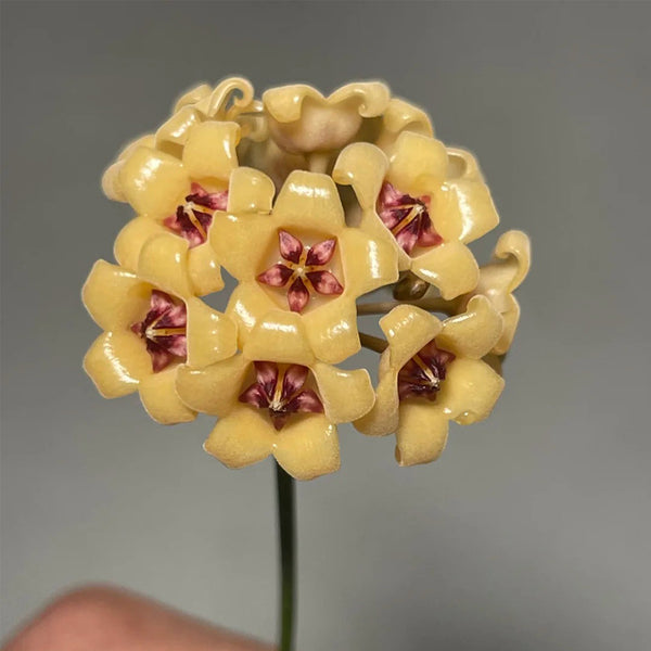 Hoya cutis-Porcelana, 3 Cuttings