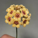 Hoya cutis-Porcelana, 3 Cuttings