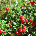 American Cranberry, 5 Seeds