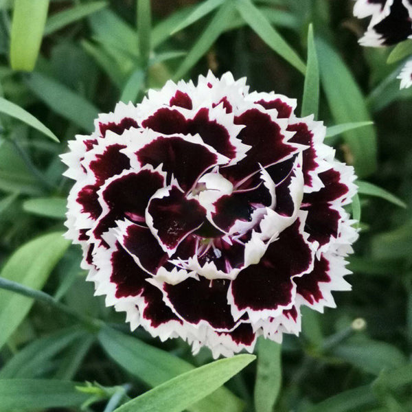 'Black-white Minstrel' Dianthus Seeds