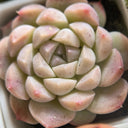 Echeveria 'Monroe', 3pcs x 1-head