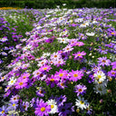 Swan River Daisy, 1g