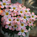 Oxalis obtusa Series Bulb - 'Icing', 2 Bulbs