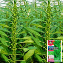 'Hangtian Bawangbian' White Sesame Seeds, 50g