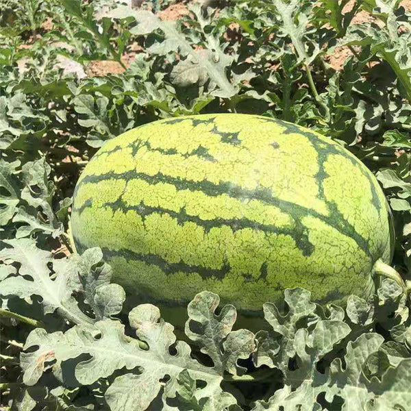 Xiashi No.5 Watermelon Seeds, 400 Seeds