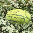 Xiashi No.5 Watermelon Seeds, 400 Seeds