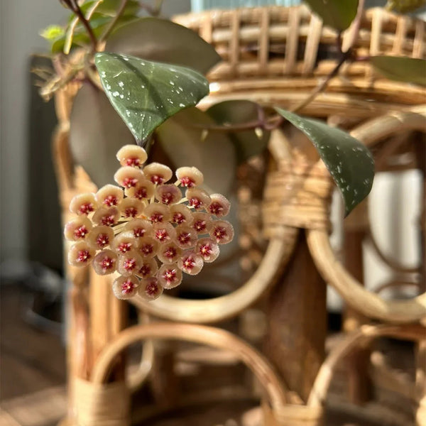 Hoya walliniana, 5 Cuttings