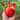 463 Dwarf Desperado Tomato, 5 Seeds
