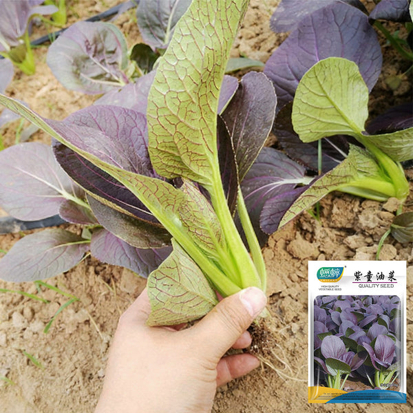 'Zitong' Purple Bok Choy Seeds