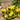 Super Bingo Series Blotched Yellow Pansy Seeds, 100 Seeds