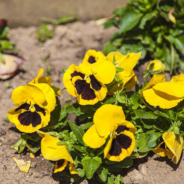 Super Bingo Series Blotched Yellow Pansy Seeds, 100 Seeds