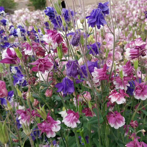 Aquilegia vulgaris 'Crown' Seeds, 1g