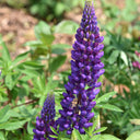 Blue Lupin, 100 Seeds