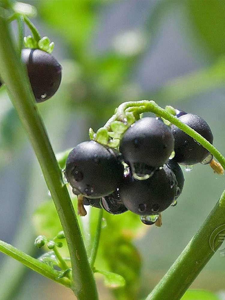 Black Nightshade