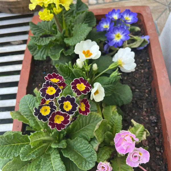 English Primrose Seeds, 200 Seeds