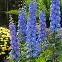 Blue Grandiflora Delphinium, 200 Seeds