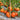 459 Maf's Brown #9 Tomato, 5 Seeds